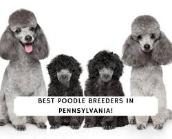 best poodle breeders in pennsylvania