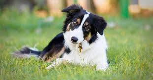 Border Collie Lifespan: How Long Do Border Collies Live? - AZ Animals