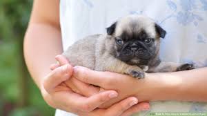 Do not feed a puppy cow's milk, goat's milk, or human infant formula — although puppy formulas may contain some similar ingredients. How To Take Care Of A Weak Newborn Puppy 11 Steps With Pictures