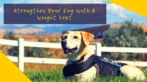 The 3 Best Weighted Dog Vests Therapy Pet