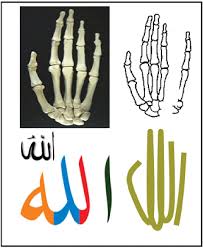 structure of the human hand and bony