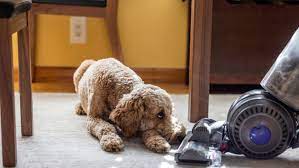 9 best vacuums for pet hair of 2024