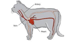 It also increases the risk of complications, such as respiratory conditions and heart disease. Heart Disease In Cats Symptoms Causes Treatment