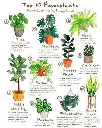 Household Plants