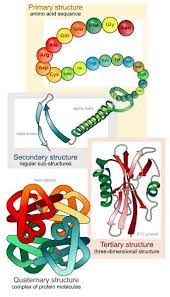 carbs proteins lipids nucleic acids