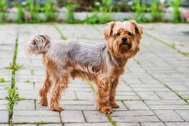 How Much Should Your Yorkshire Terrier Weigh Pets4homes