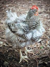 What Happens When a Chicken Molts (A Visual Guide) – Garden Betty