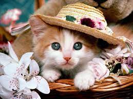 Ketahui banyak bunyi haiwan dengan bunyi bunyi haiwan! 5 Baka Kucing Tercantik Di Dunia Verst Haimeow