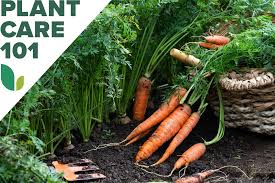 how to grow carrots bob vila