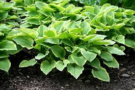 hosta poisoning in dogs signs causes