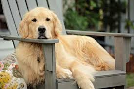 Maybe you would like to learn more about one of these? What Is Bad About Golden Retrievers First Time Dog Mom