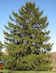 large evergreen trees midwest gardening