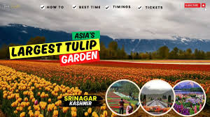 kashmir srinagar tulip garden 2024