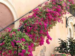 Può sembrare strano, ma questi i fiori da balcone pendenti non hanno bisogno di cure o. Piante Grasse Rampicanti Piante Grasse