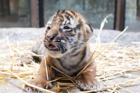 man tiger cub born at the tulsa zoo