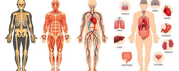 key body structures and terms