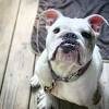 Find the perfect french bulldog puppy for sale in maryland, md at puppyfind.com. 1