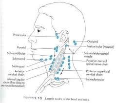 Is It Normal To Feel Lymph Nodes In The Neck Quora