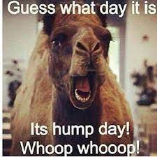 Hump day stock photos and images. Pin By Smittenby On Months And Days Of The Week Funny Commercials Hump Day Humor Funny