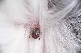 how to get rid of ticks in your house