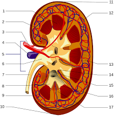 Renal cystic disease is not a single condition, but instead what causes renal cystic disease? Nephrology Wikipedia
