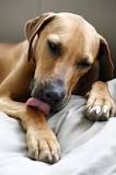 why-do-dogs-lick-their-paws