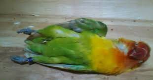 Foto burung cucak ijo mati. Penyebab Lovebird Tiba Tiba Atau Mendadak Mati