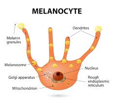 Oculocutaneous Albinism Genetics Home Reference Nih