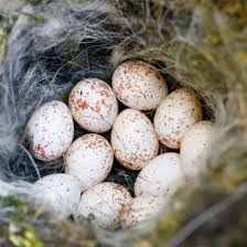 All About Bird Eggs Gardenbird