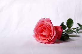 pink rose flowers pickpik