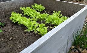 keep rabbits from eating lettuce plants
