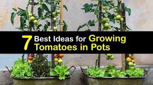 7 best ideas for growing tomatoes in pots