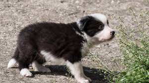 Like many herding breeds, the border collie's breed origins can be traced back. Just Watch These Border Collie Puppies Meet Sheep For The First Time The Dog People By Rover Com