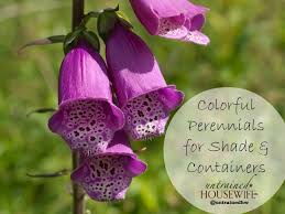 partial shade gardens or containers