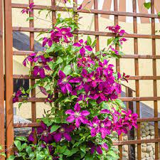 how to grow flowering vines the home
