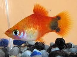 Mickey Mouse Platy Fish Breed Profile