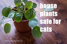 House Plants Safe For Cats