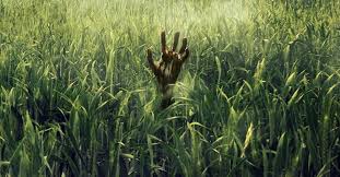 Leaves of grass movie review & showtimes: In The Tall Grass Review Nevermore Horror