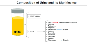 composition of urine and its