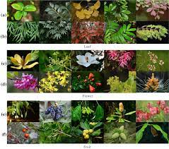 native greening plants based