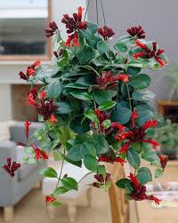 Indoor Flowering Plants To Grow And