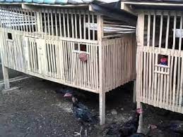 Oleh karena itu, pakan yang diberikan pada ayam pun. 9 Model Kandang Ayam Bangkok Sederhana Beserta Gambarnya Beternakdirumah