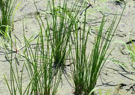 イグサ属（ Juncus ）