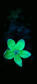green flower green dark flowers