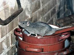 can you kill rats with baking soda