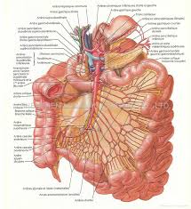 Taukirknalo Human Anatomy Chart