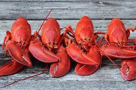 why do lobsters turn red when they re