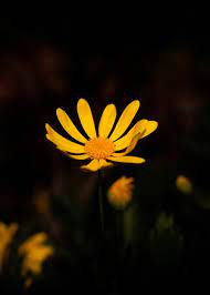 premium photo minimal yellow flower