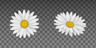 white daisy flower vector art icons