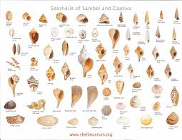 Chart Of Seashells Sea Shells Types Of Shells Shell Beach